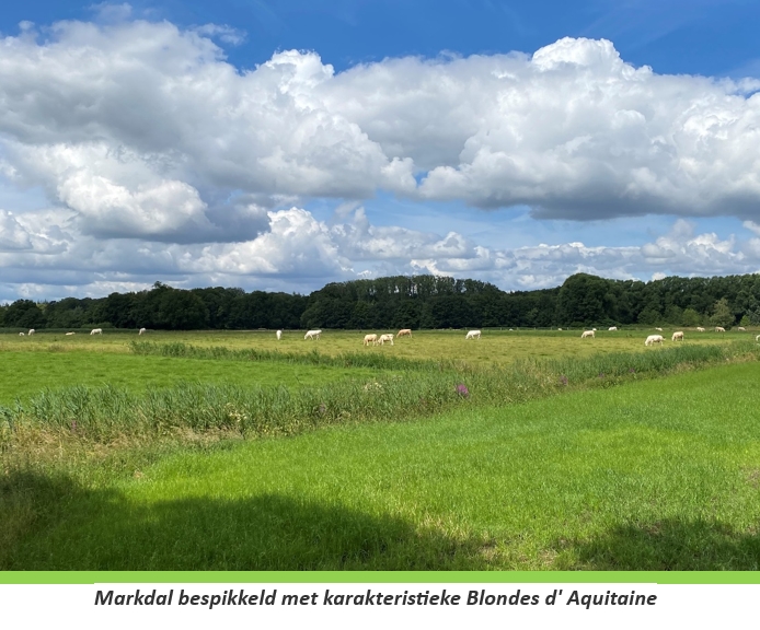 Blondes in het Markdal