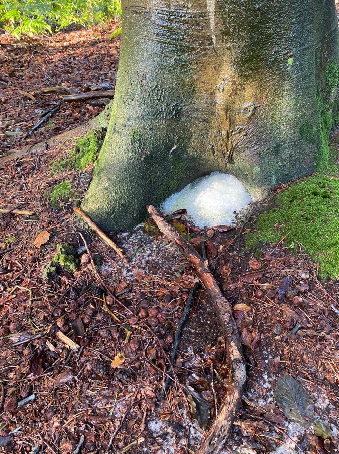 Beuk in schuimend voetbad