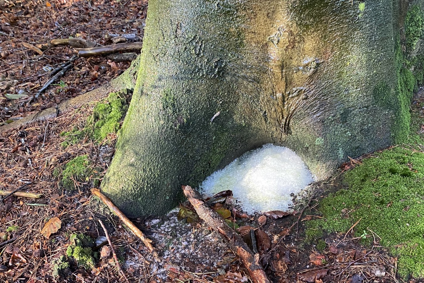 Beuk in schuimend voetbad