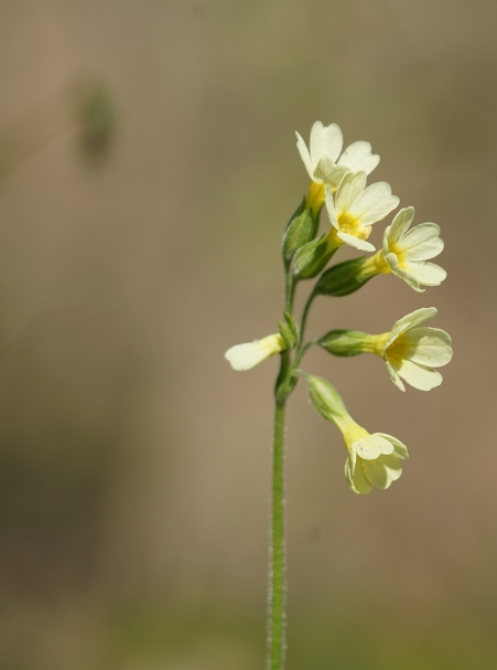 Natura 2000