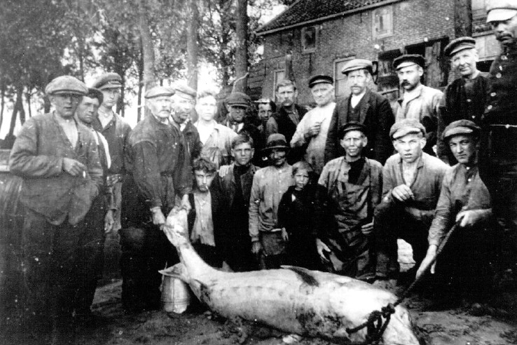 Volwassen Steur. Aangespoeld 1917. Oude Maas. 's Gravendeel.