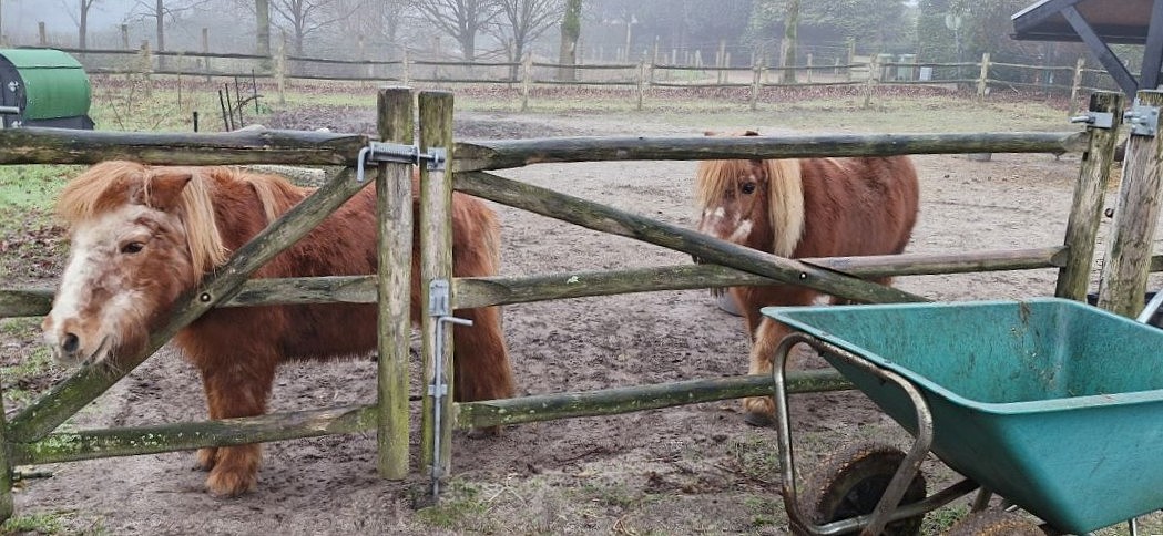 Pony's op Landgoed Nuwenhuys